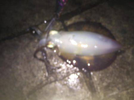 淡路島 翼港 エギング釣行