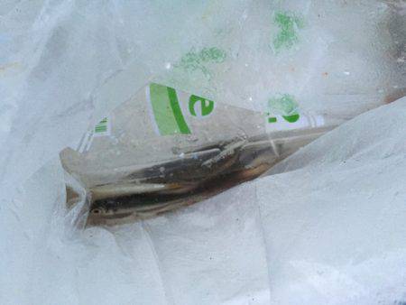 ウルメイワシ、マイワシ