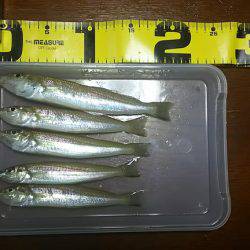 アオリイカとシロギス