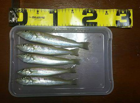 アオリイカとシロギス