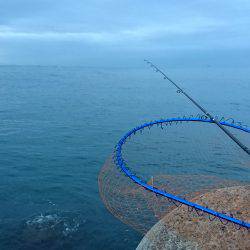 エギングでアオリイカと早朝青物狙い