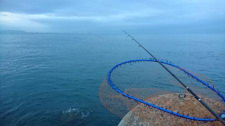 エギングでアオリイカと早朝青物狙い