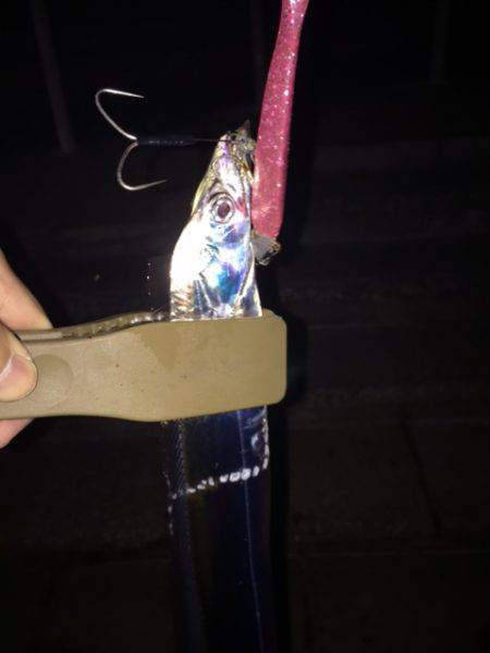 アジング時々ワインド