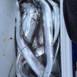 そうだ、海に行こう。太刀魚釣りの百獣の王到来