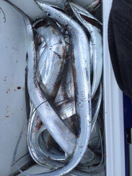 そうだ、海に行こう。太刀魚釣りの百獣の王到来