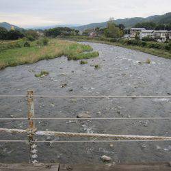 狩野川(狩野川漁業協同組合) 釣果