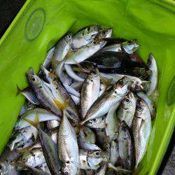 アジ、太刀魚GET！！