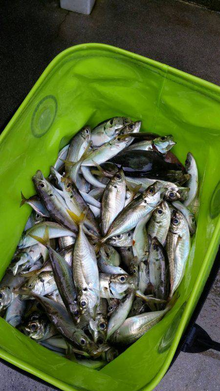 アジ、太刀魚GET！！