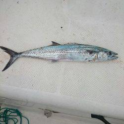 ボートエギングからのサゴシ狙い