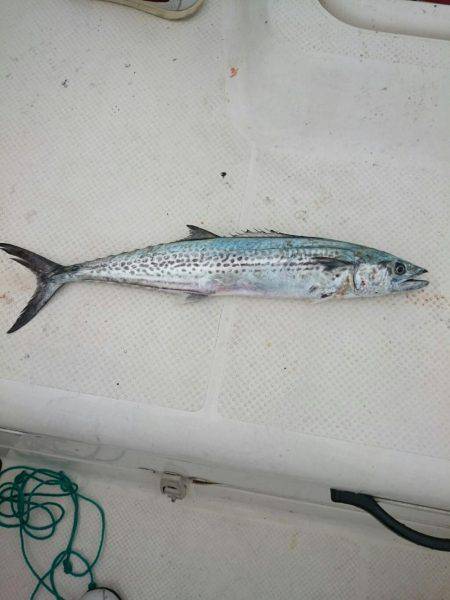 ボートエギングからのサゴシ狙い