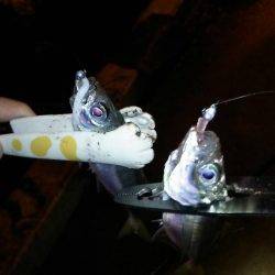 アジングは楽しい!