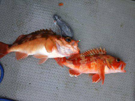 クーラー満タン