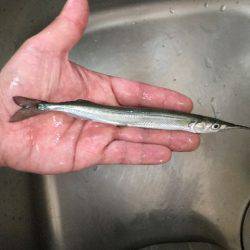 南港魚つり園でタチウオ＆プリプリのマアジ！