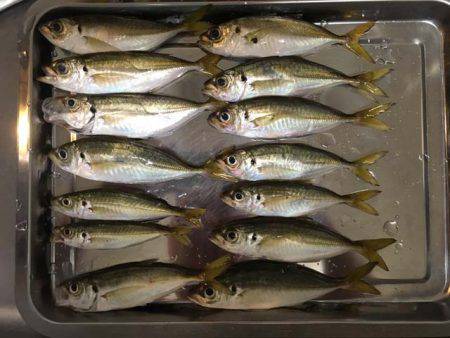 舞洲で良型アジとタチウオ