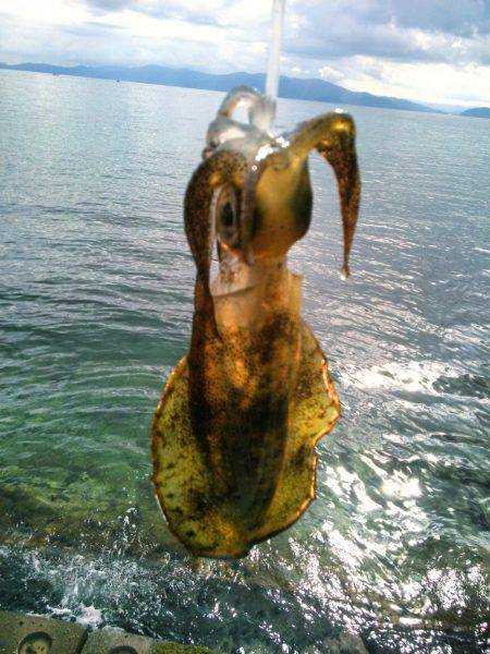 ぶちラッシュ♪