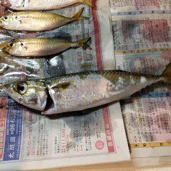 台風後、期待するが撃沈