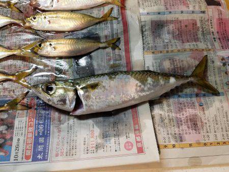 台風後、期待するが撃沈