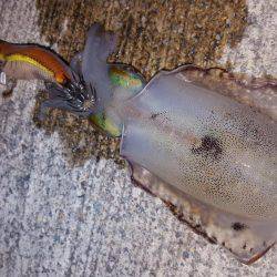 アオリイカ好調