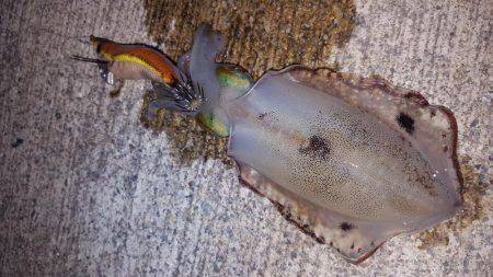 アオリイカ好調