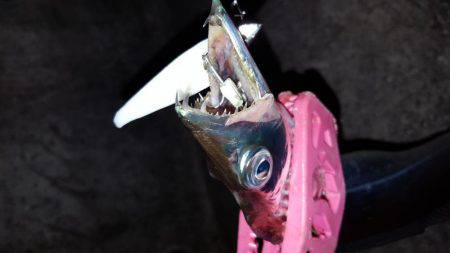 ワインドぶん投げた結果、、、