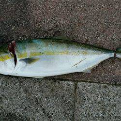 岩屋漁港で鳥山！ナブラ撃ち成功しました。