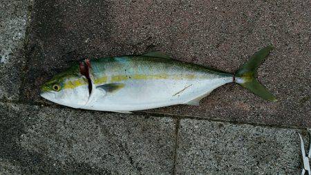 岩屋漁港で鳥山！ナブラ撃ち成功しました。