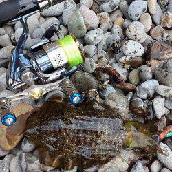 アオリイカ好調♪