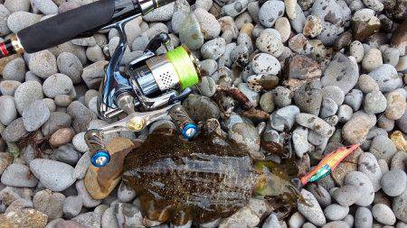 アオリイカ好調♪