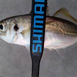 アジング調査♪