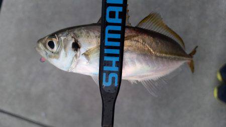 アジング調査♪