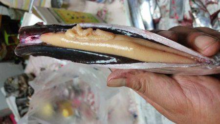 ﾃﾝﾔ引き釣り