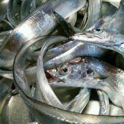 水軒でタチウオ