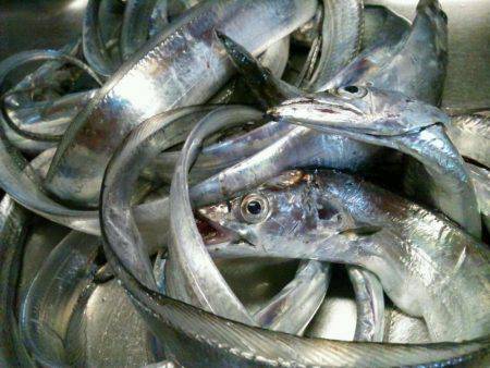 水軒でタチウオ