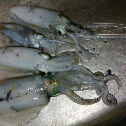 初めてのエギング