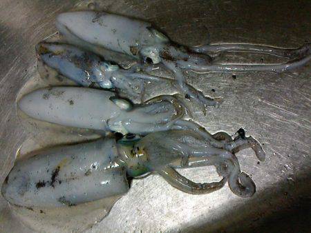 初めてのエギング