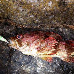 エギング中心でいってきました!