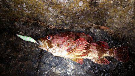 エギング中心でいってきました!