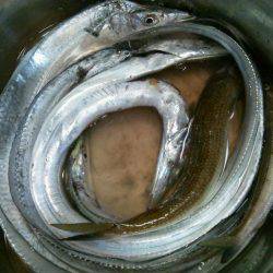 マリーナでタチウオ