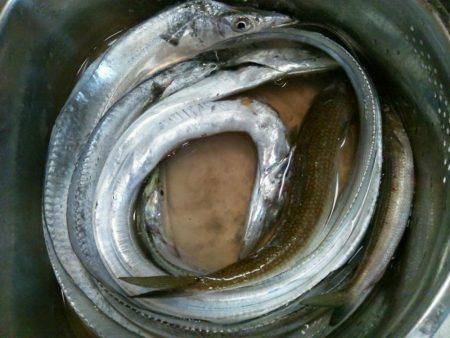 マリーナでタチウオ