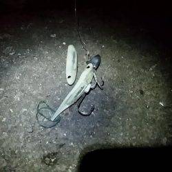 兵庫突堤、フラッシュJ初使用でタチウオ2匹。