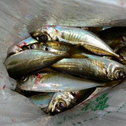 仕事帰りの一時間のアジングで１８匹！！