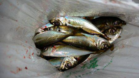 仕事帰りの一時間のアジングで１８匹！！