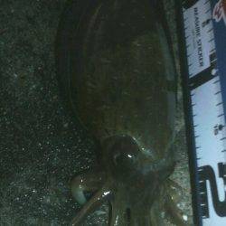 コウちゃん目つき悪