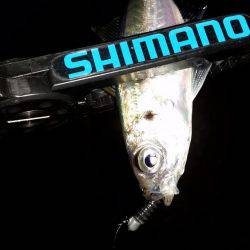 アジング調査♪