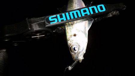 アジング調査♪