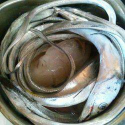 水軒でタチウオ