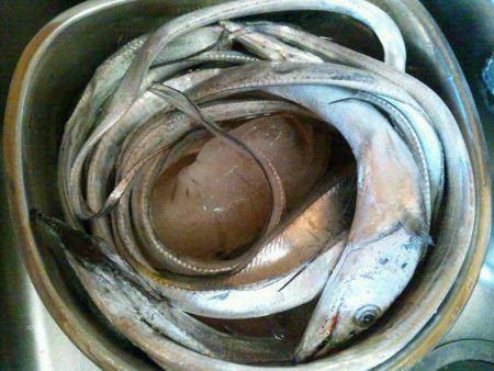 水軒でタチウオ