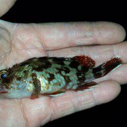 タチウオに行きました!!が…