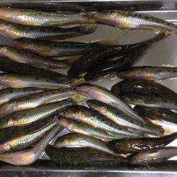 晩秋の良型ハゼはライトタックルで