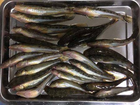 晩秋の良型ハゼはライトタックルで